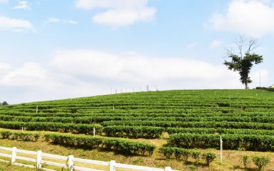 Tour of 5 landmarks in Chiang Rai Province (Doi Tung, Choui Fong tea plantation, Ban Phahee, Mae Sai border, Golden Triangle)