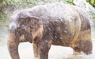 30% Off Book Tonsai Elephant Care Camp Phuket (Elephant care)