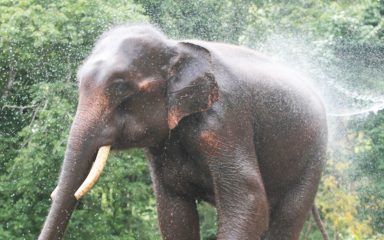 Patara Elephant Farm Tour