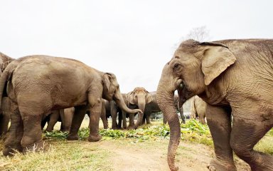 New Elephant Home (Chiang Mai)