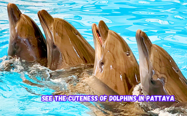 10% Off Book Pattaya Dolphinarium tickets I easy and fast booking