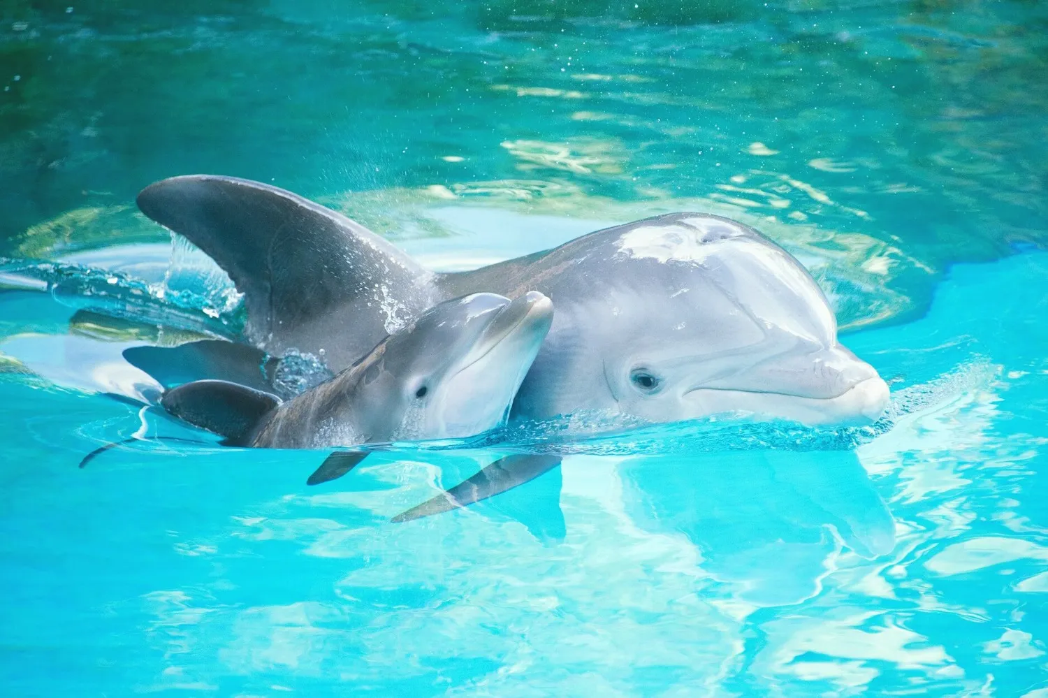 25% Off Book Dolphin Show Pattaya tickets