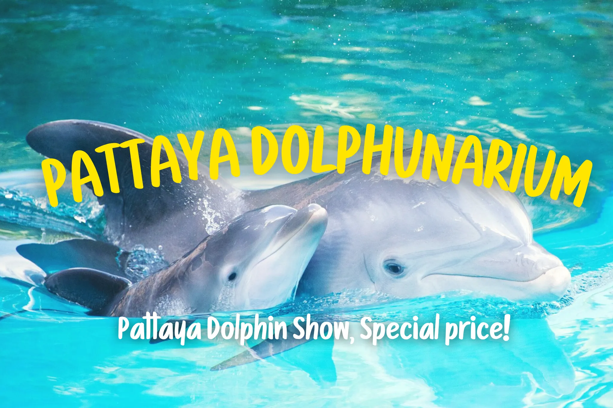 25% Off Book Dolphin Show Pattaya tickets