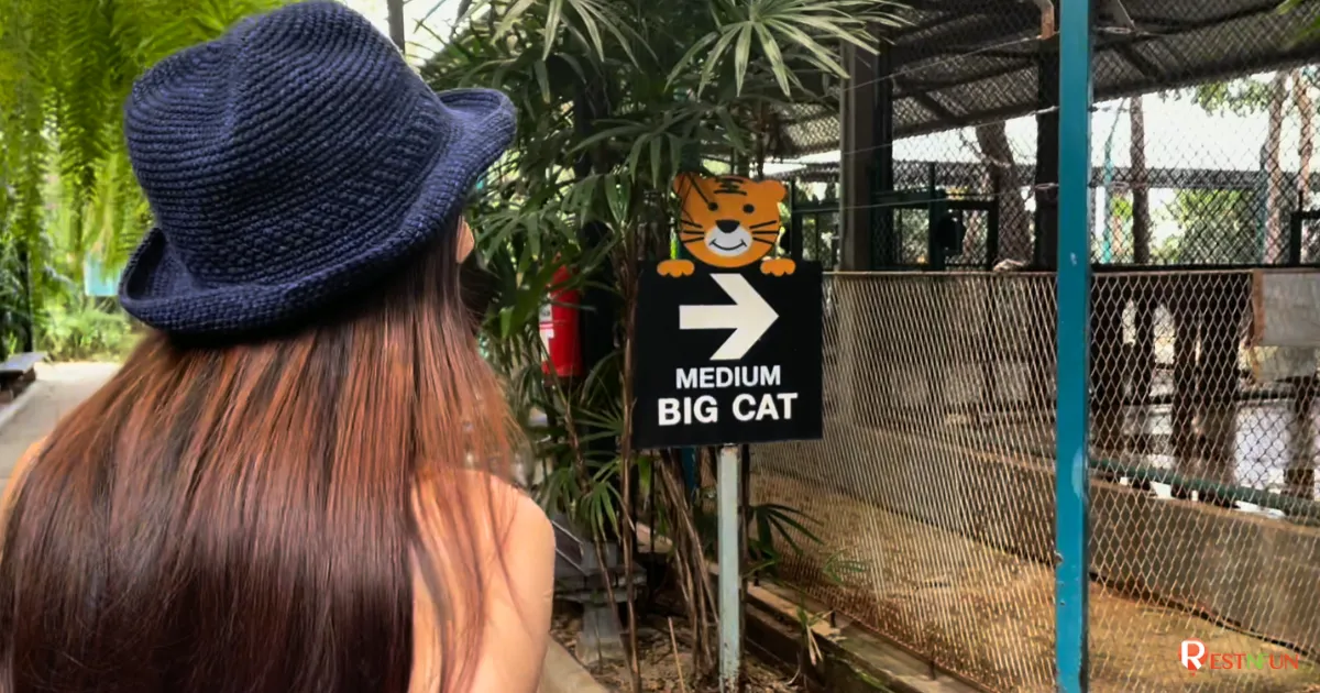เสือขนาดกลางที่ Tiger Park Pattaya บัตรเข้าชมคุ้มค่า คุ้มราคามากๆ