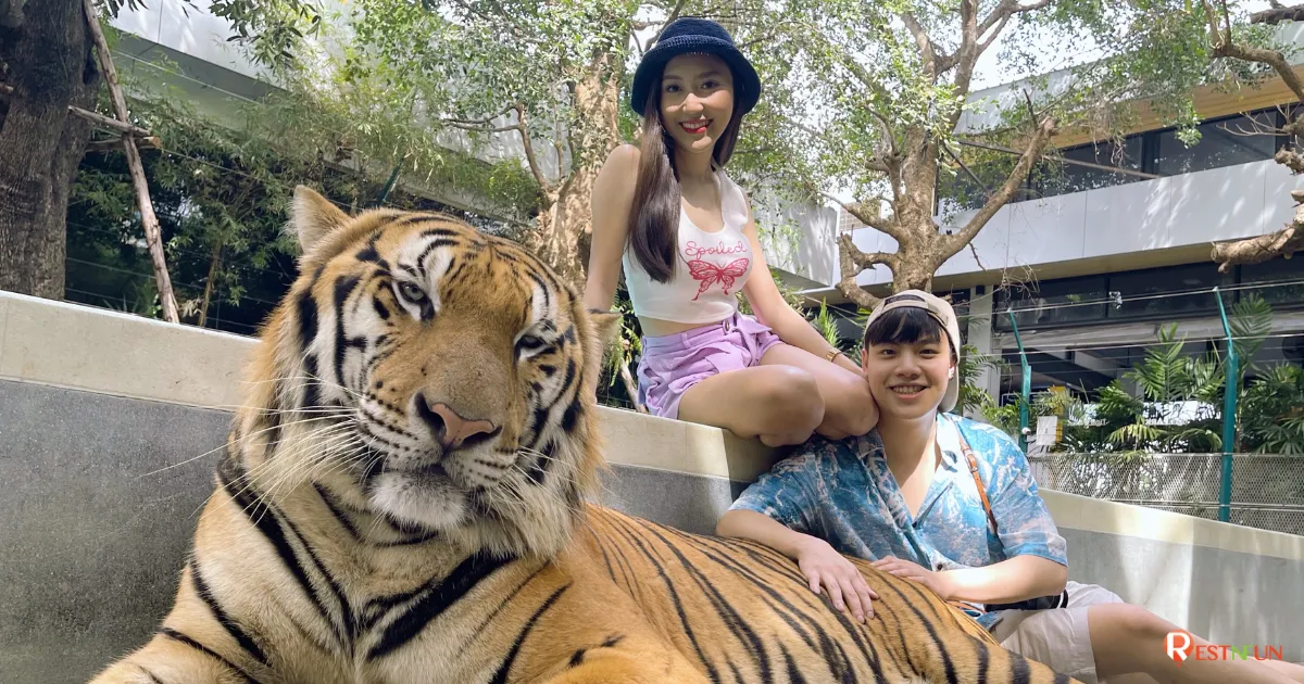ไทเกอร์ พาร์ค พัทยา จองบัตรเข้าชมเสือราคาดีที่สุดได้เลยที่นี่
