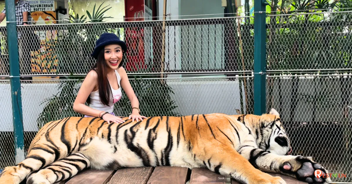 ไทเกอร์ พาร์ค พัทยามีเสือสุดน่ารักให้คุณได้มาสัมผัสและใกล้ชิดหลากหลายอายุเลย