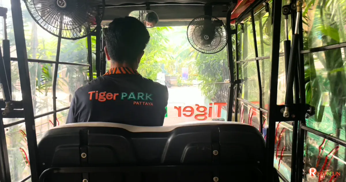 บรรยากาศของรถกอล์ฟชมเสือสุดน่ารัก
