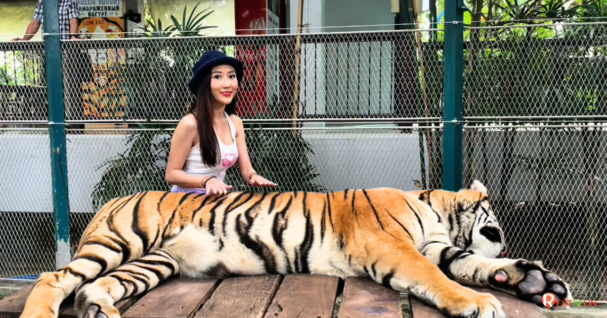 การเดินทางมาพัทยาเพื่อถ่ายรูปกับเสือที่สวนเสือพัทยา