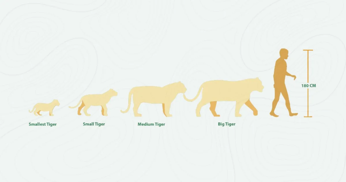 เสือแต่ละช่วงอายุของ Tiger Park พัทยา