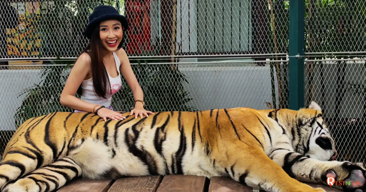 ถ่ายภาพกับเสือสุดน่ารักที่สวนเสือพัทยา