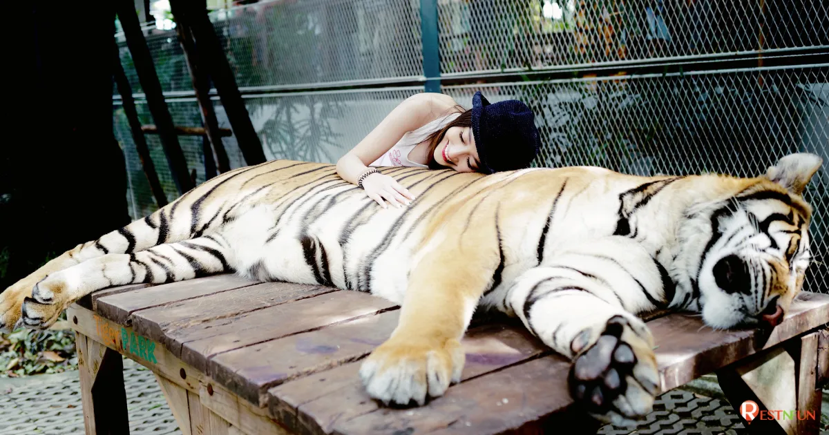 โซนถ่ายภาพกับเสือ จะมีเจ้าหน้าที่ดูแลอย่างดี
