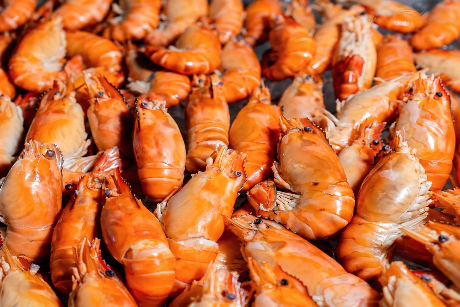 กุ้งย่างตัวใหญ่ เติมได้ตลอดล่องเรือสุดหรู เดอะ โอปูเล้นท์