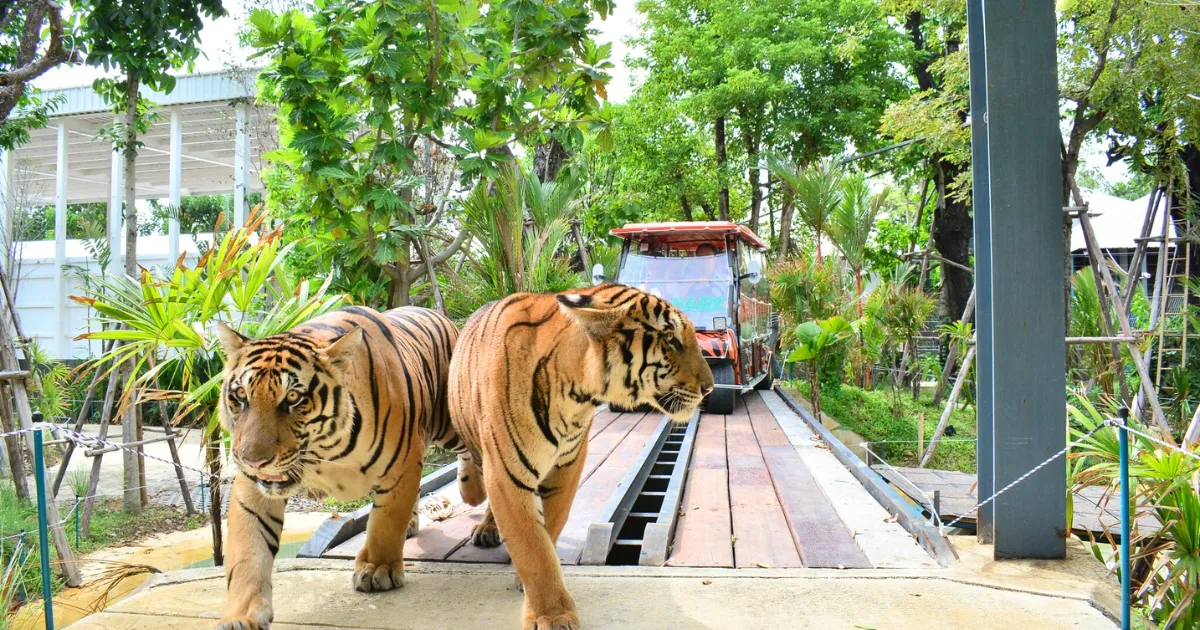 กิจกรรมนั่งรถกอล์ฟชมวิถีชีวิตของเสือที่ Tiger Park พัทยา