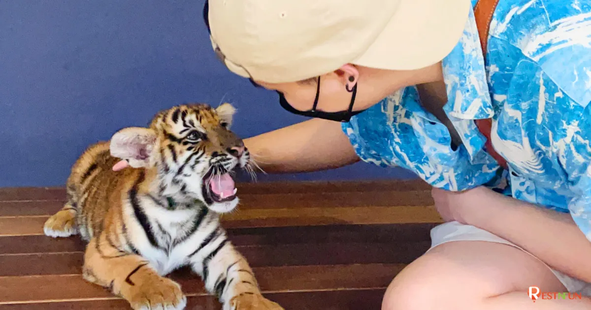 เสือขนาดเล็กที่สุดของ Tiger Park พัทยา