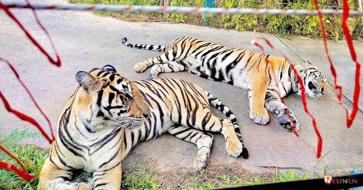 รีวิววิถีชีวิตของเสือประเภทต่างๆภายใน Tiger Park พัทยา