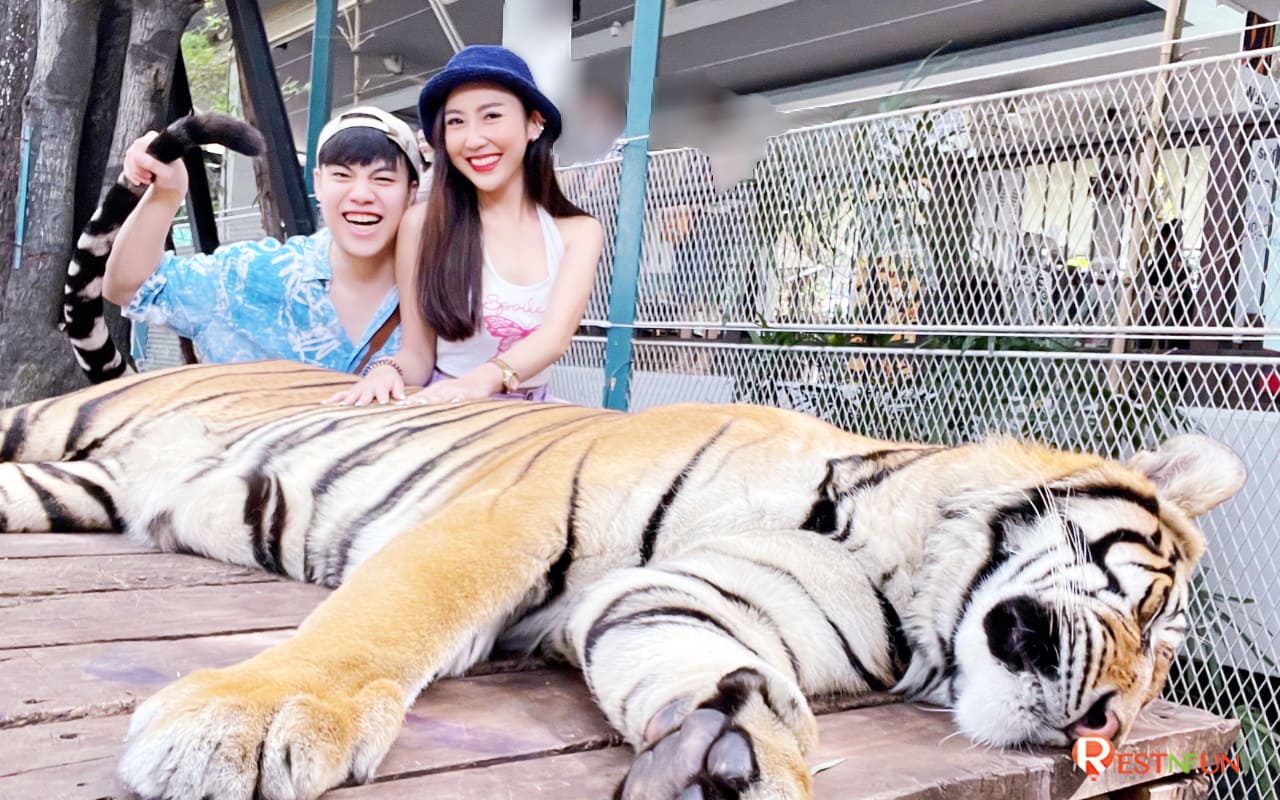 บัตรเข้าชมสวนเสือพัทยา (Tiger Park Pattaya) มีให้เลือกอย่างมากมาย