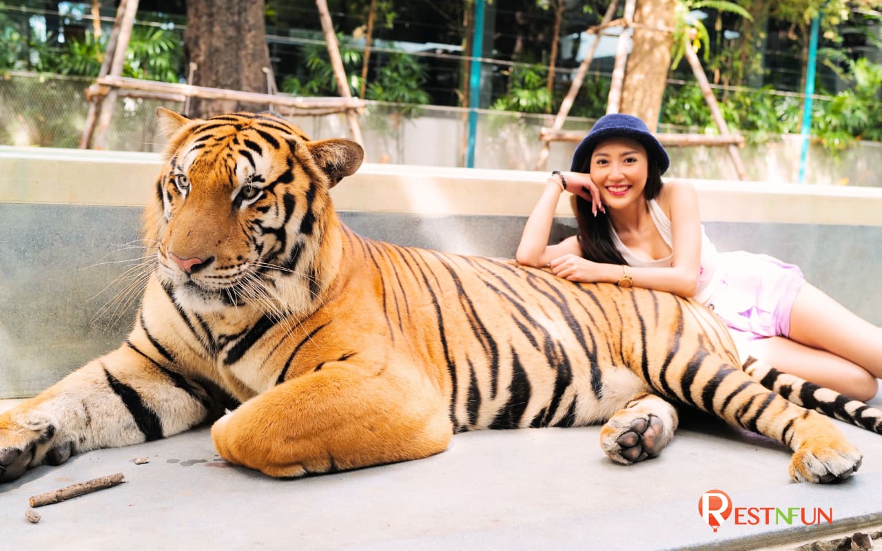 Highlight spots for taking pictures with tigers inside Tiger Park Pattaya
