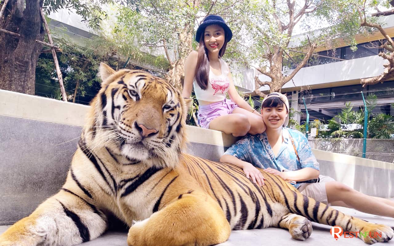 Take photos with cute tigers at Tiger Park Pattaya
