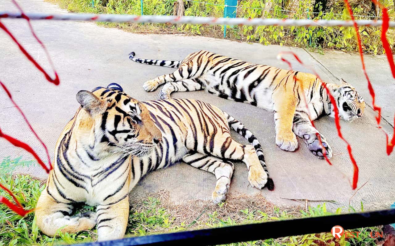 Take a ride to see tigers up close and very safely at Tiger Park Pattaya
