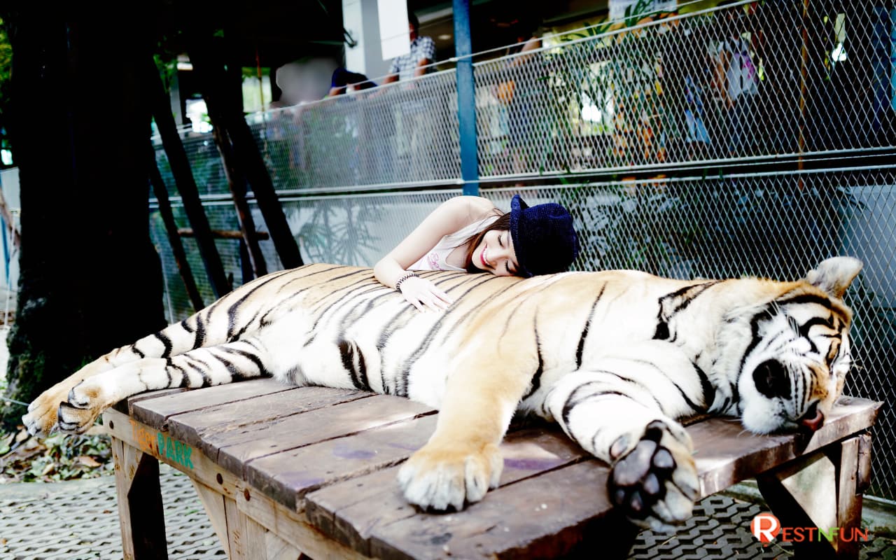 Experience the unique experience of getting close to cute tigers at Tiger Park Pattaya