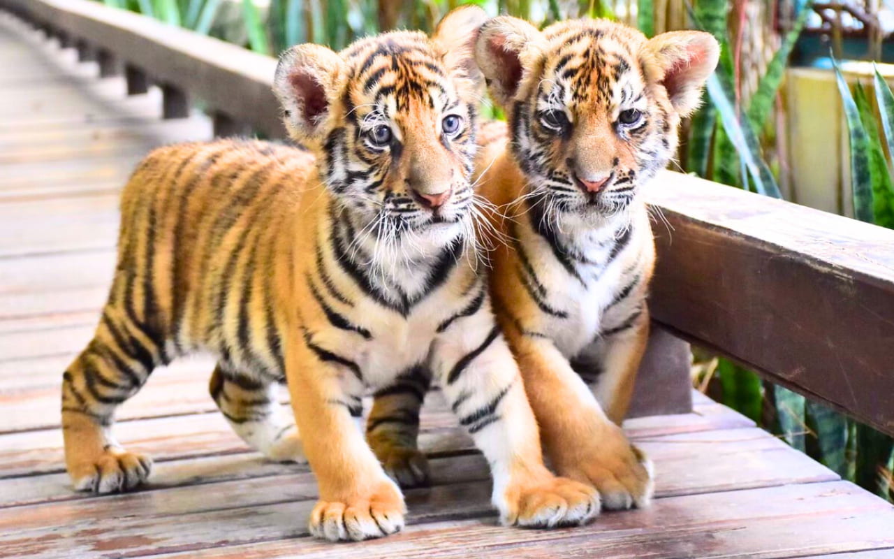 The cuteness of tigers inside Tiger Park Pattaya, Book your tickets here