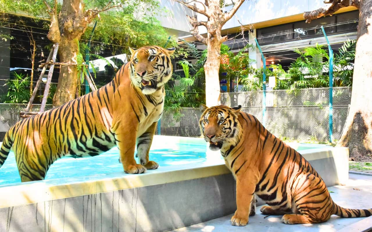Tickets to enter Tiger Park Pattaya at a special price. There is a real atmosphere review before traveling, Book now at RestNFun