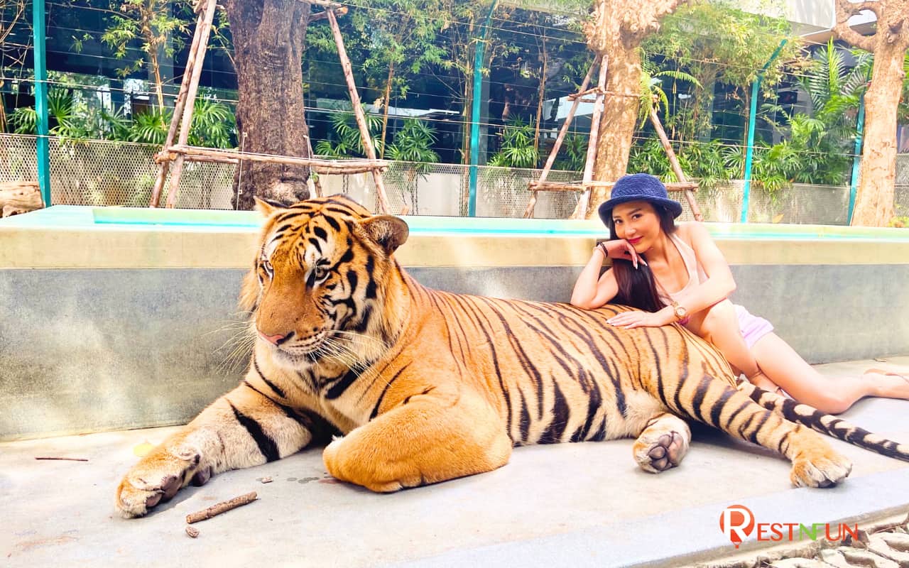 บรรยากาศและความสวยงามภายในสวนเสือพัทยา (Tiger Park Pattaya)
