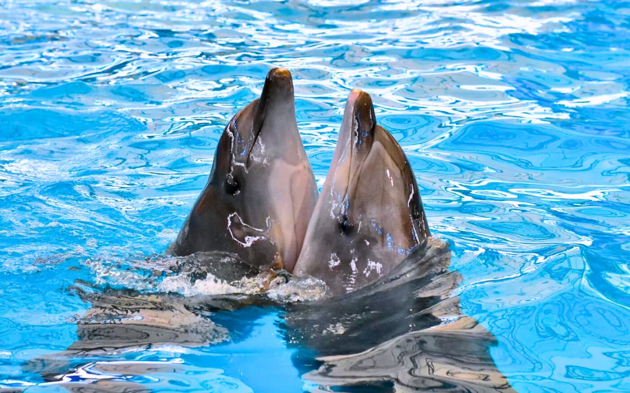 Admission to the dolphin show Phuket has a wide variety of prices