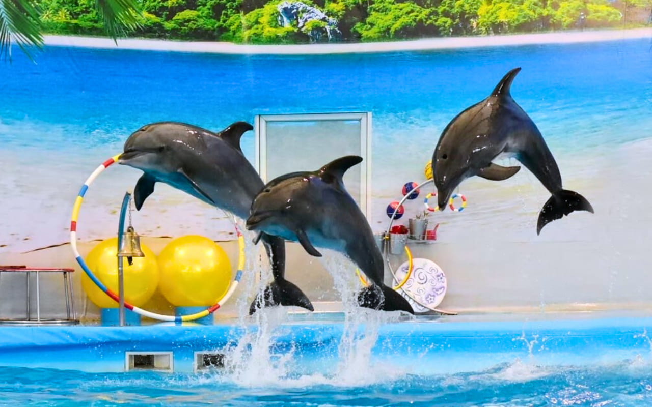 Experience the unique experience of watching a dolphin show at Dolphin Bay Phuket