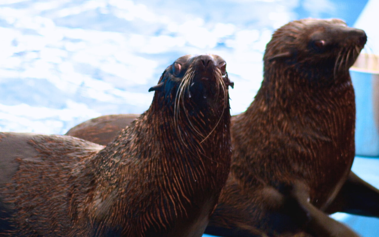 The cuteness of the animals at Dolphin Bay Phuket