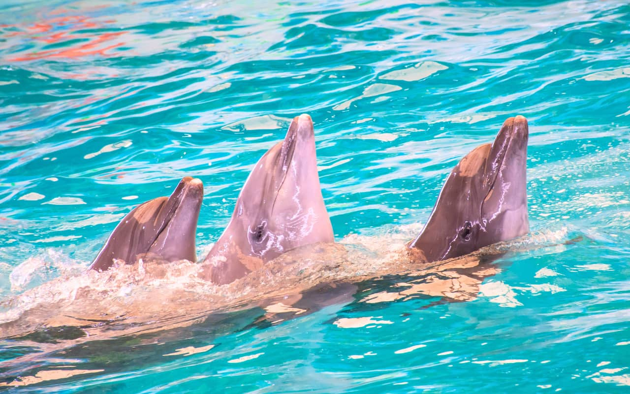 Book tickets for the Phuket Dolphin Show at a special price at RestNFun