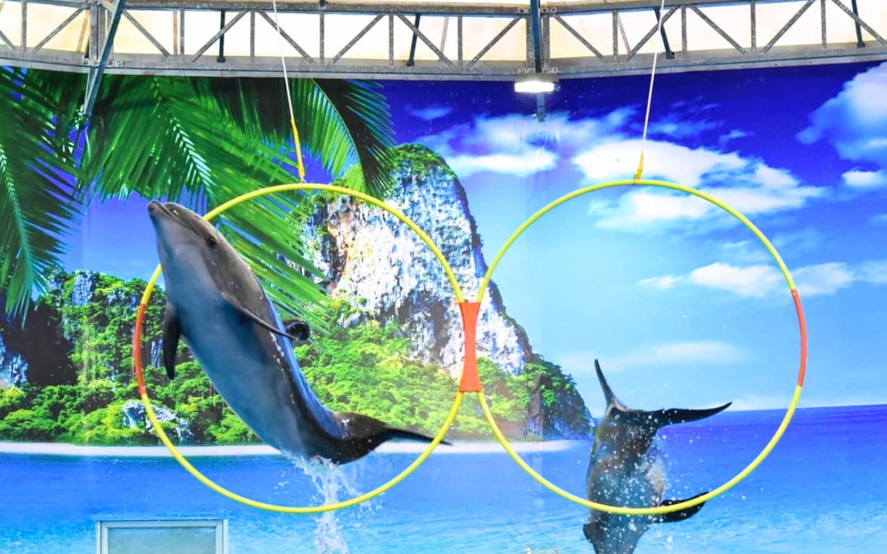 Review of the adorable dolphin show in Phuket Impressive and extremely enjoyable