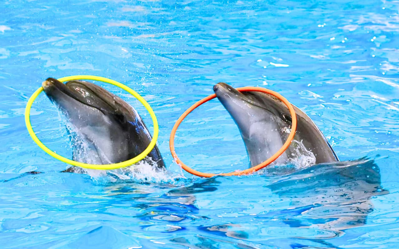 Show cute dolphins at Dolphin Bay Phuket