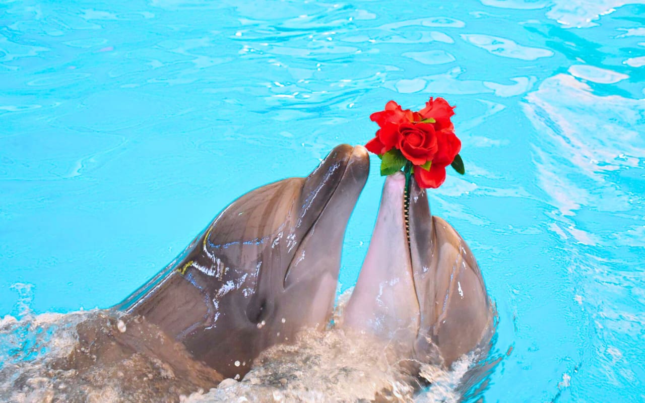 Phuket Dolphin Show has different prices according to the type of seats