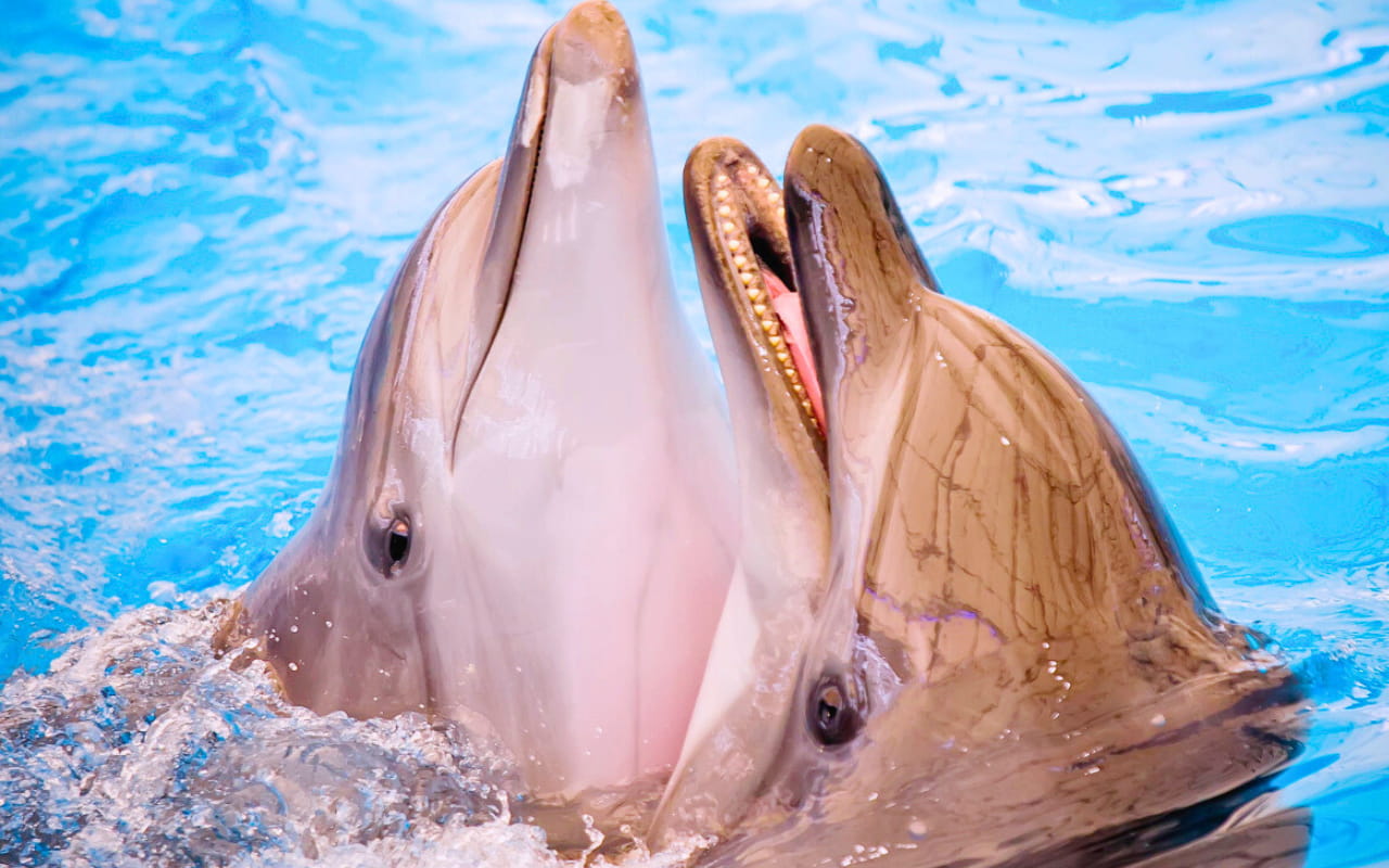 Book tickets for the Pattaya Dolphin Show at a special price at RestNFun