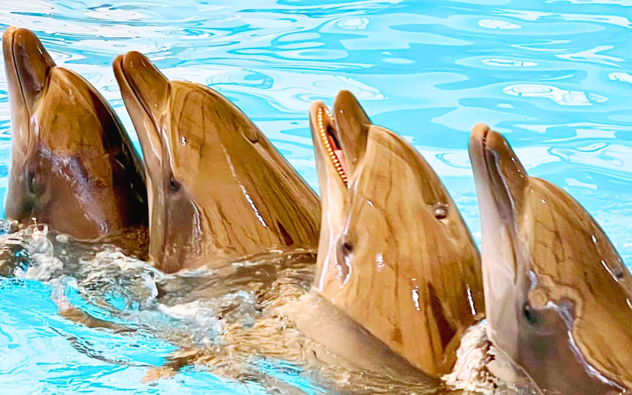 You can get up close with the cute dolphins, Reserve your seat now at RestNFun
