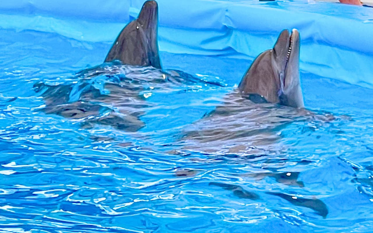 The Pattaya Dolphin Show is very beautiful