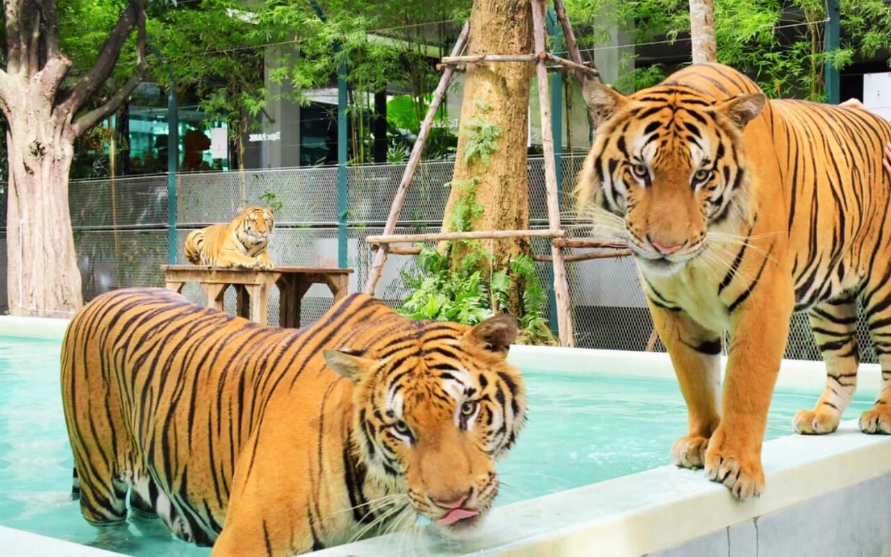 The cuteness and intelligence of tigers at Tiger Park Pattaya Thailand